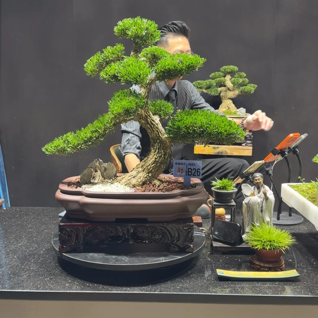 以实际为准黄杨室内室外盆景艺术