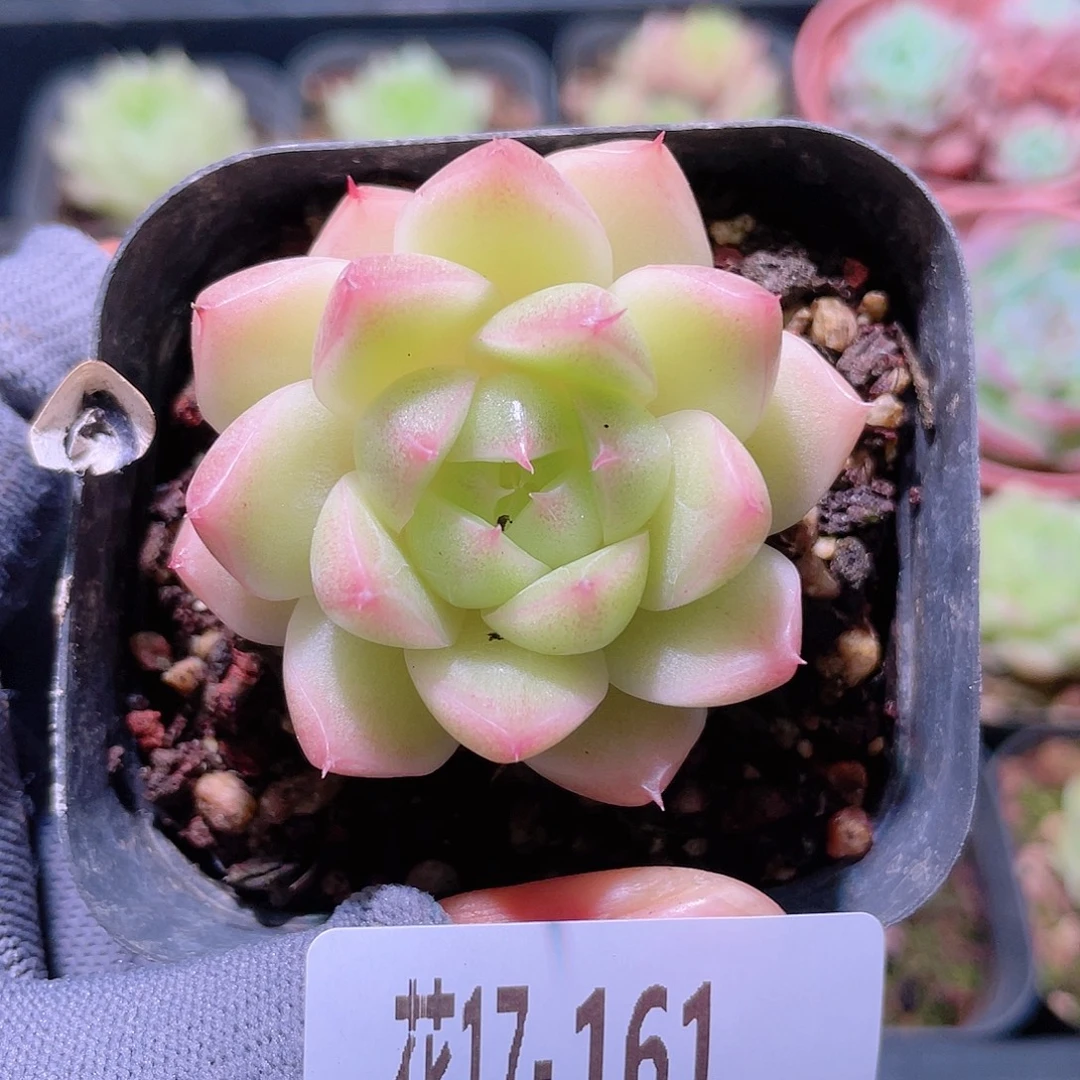 喵***喵花利美17-161麦秆