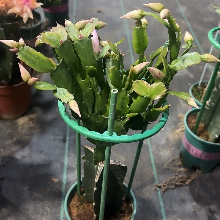 大部分花苞少量开放荷花仙子