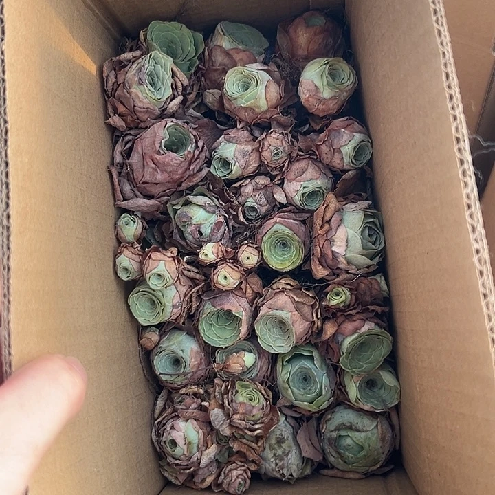 苗苗山地玫瑰多肉植物06