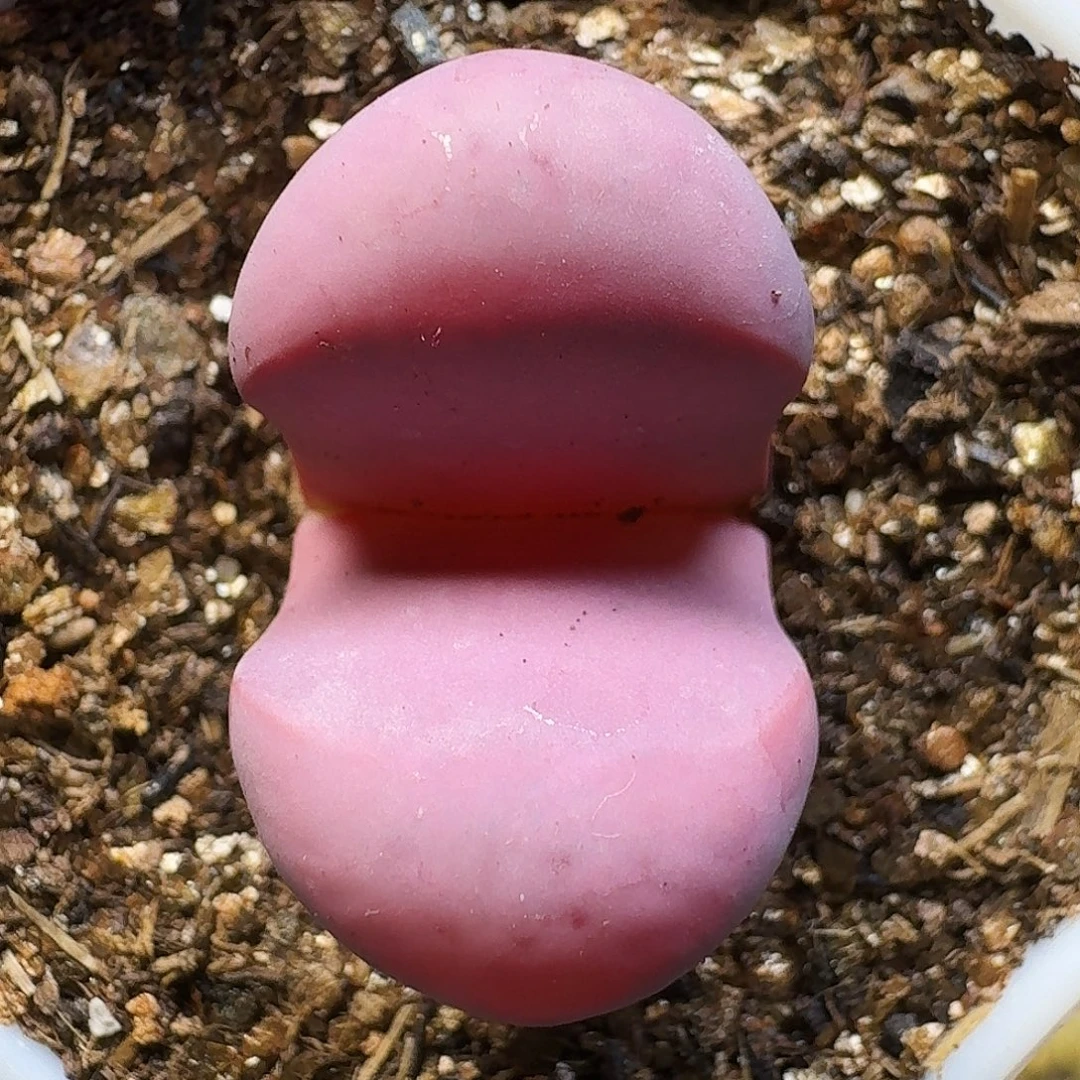 生石花111111。  290