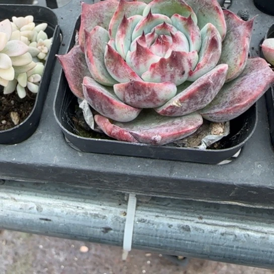 星***～123惊鸿多肉植物多