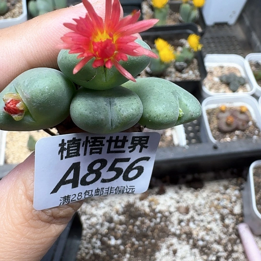 多肉W的人生drqdg