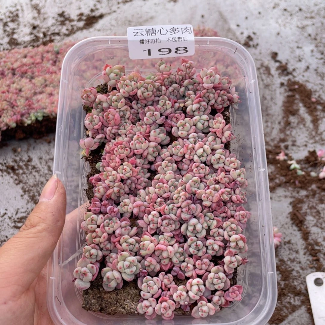 云糖心多肉植物198