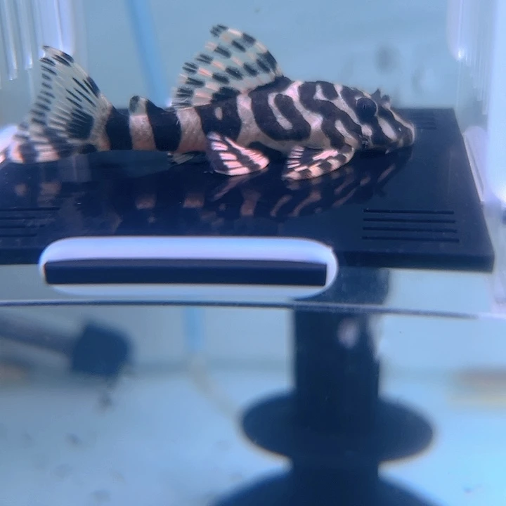 清道夫鱼15-017黄金斑马一条尺寸6.5