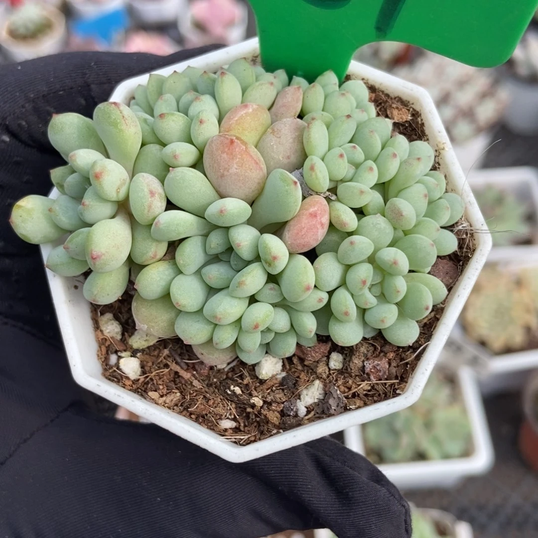 781小红衣多肉植物