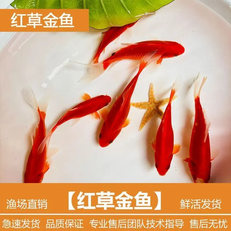 超大尺寸包邮6-9厘米9条火焰红草金鱼淡水鱼观赏鱼好养耐活冷水鱼