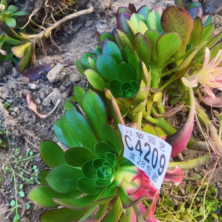 爱马仕中班无根多肉植物4209