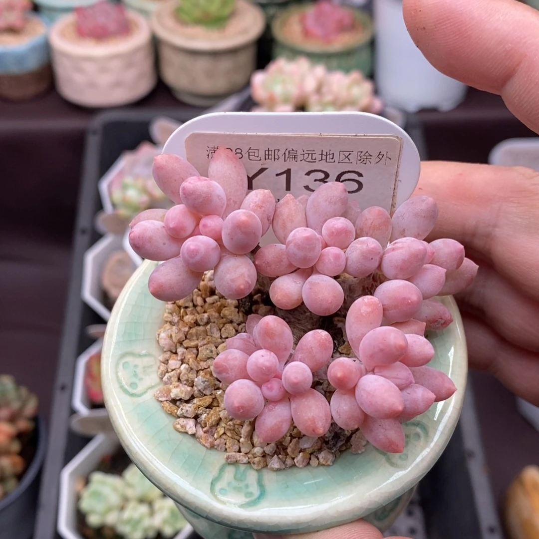 刘***琦0136？婴儿手指 6cm 不含盆