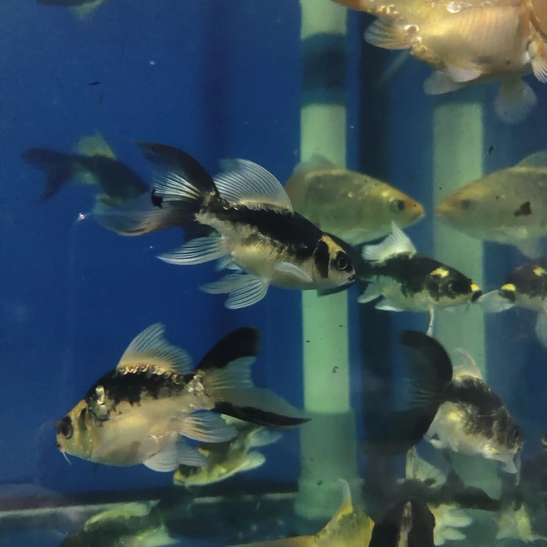 德系酋长球体鲤大长尾短身锦鲤冷水鱼耐活耐寒蝴蝶鲤赏鱼蝴蝶玛雅