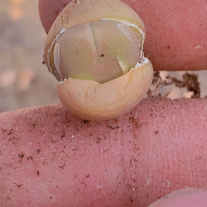 1458888999999966555888888