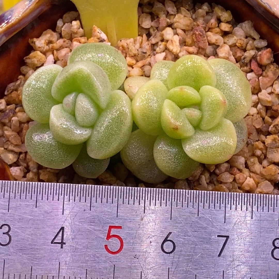 7111福利，冰玉双头，西瓜锦