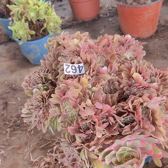 玲***玲多肉植物一个香非