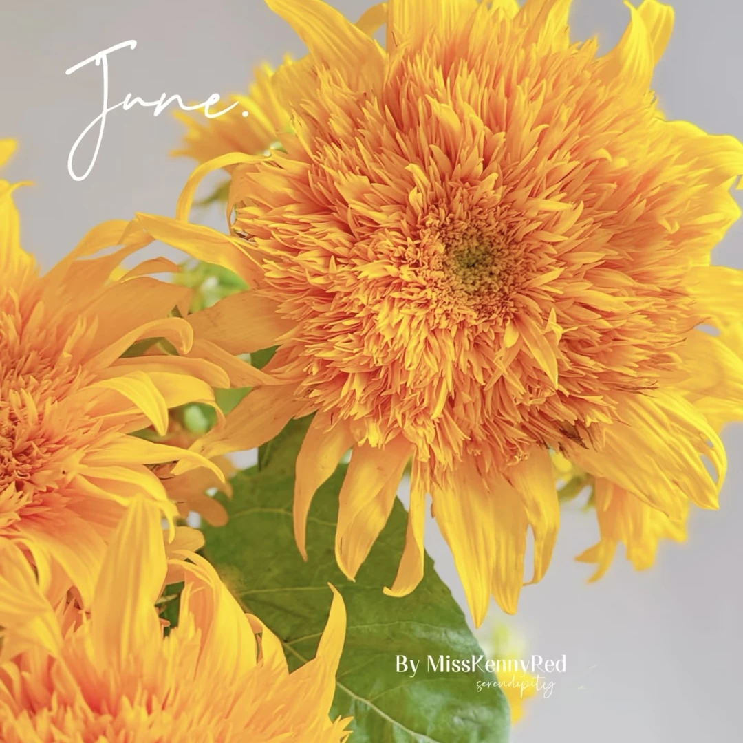 【泰迪向日葵】TeddyBear泰迪熊重瓣向日葵油画云南直发顺丰包邮