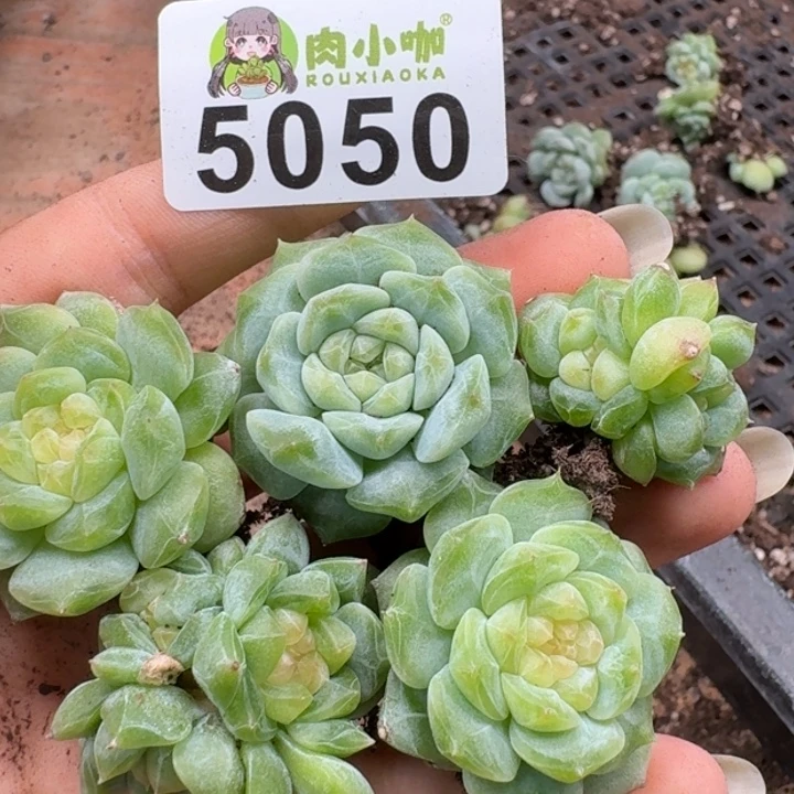 完全开放多肉植物多肉植物