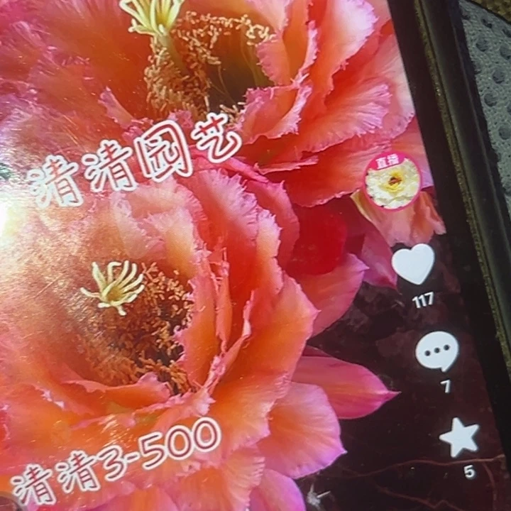 清清3-500根瑕疵大有黑点