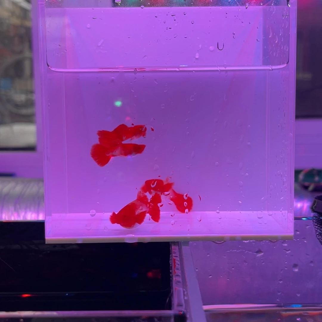 孔雀鱼鸿运当头双分水两对