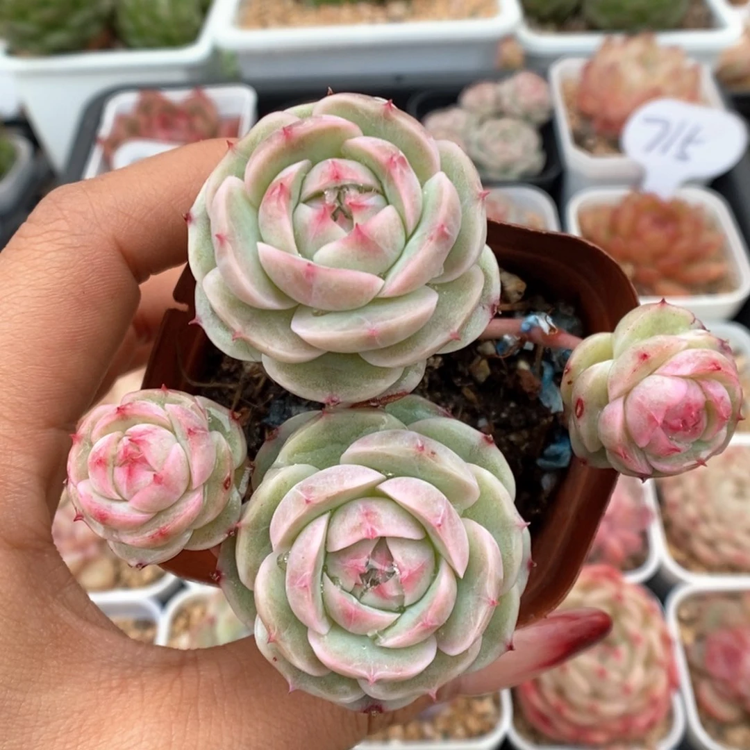 白芷珍妮可拍。