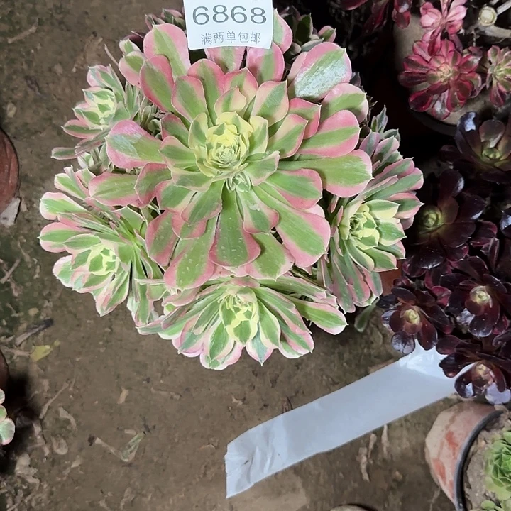 6868白凤多肉植物