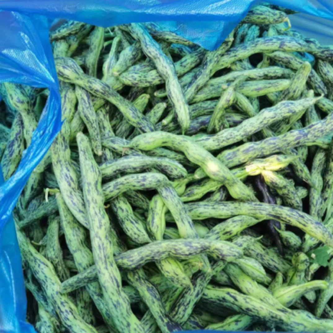 【金家镇豆角】老品种花皮、九月青（自留豆）紫纹豆油豆角芸豆现采摘