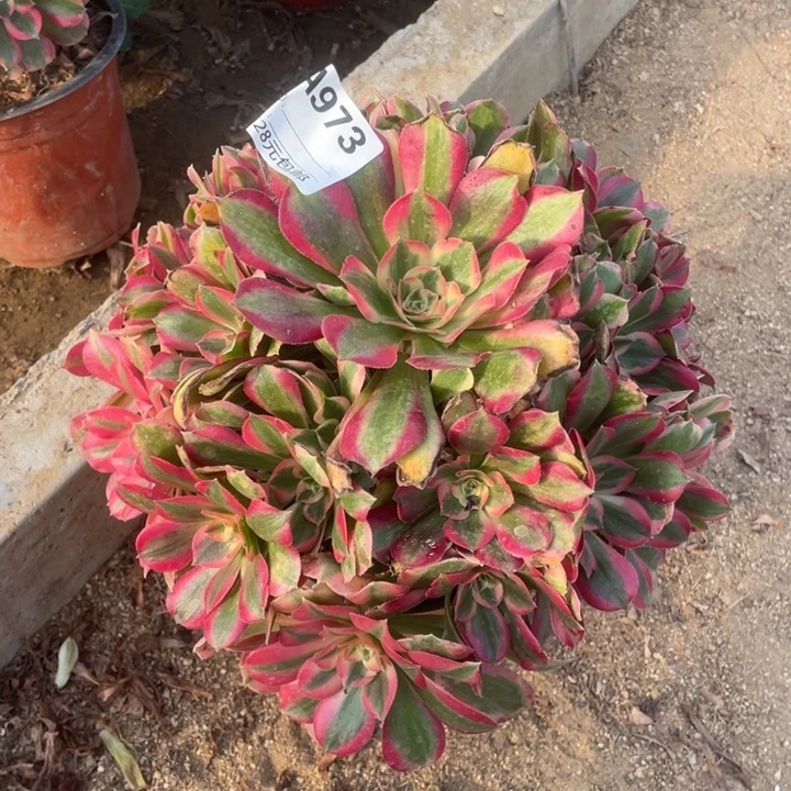 多肉植物妖月法师973