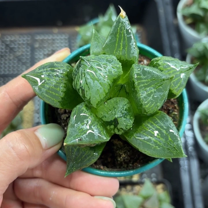 加仑盘裹般若多肉植物