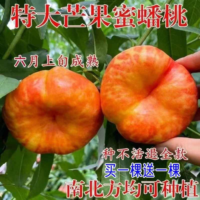 正宗嫁接黄油蟠桃树苗大果离核南方北方阳台庭院盆栽地栽种植抗寒