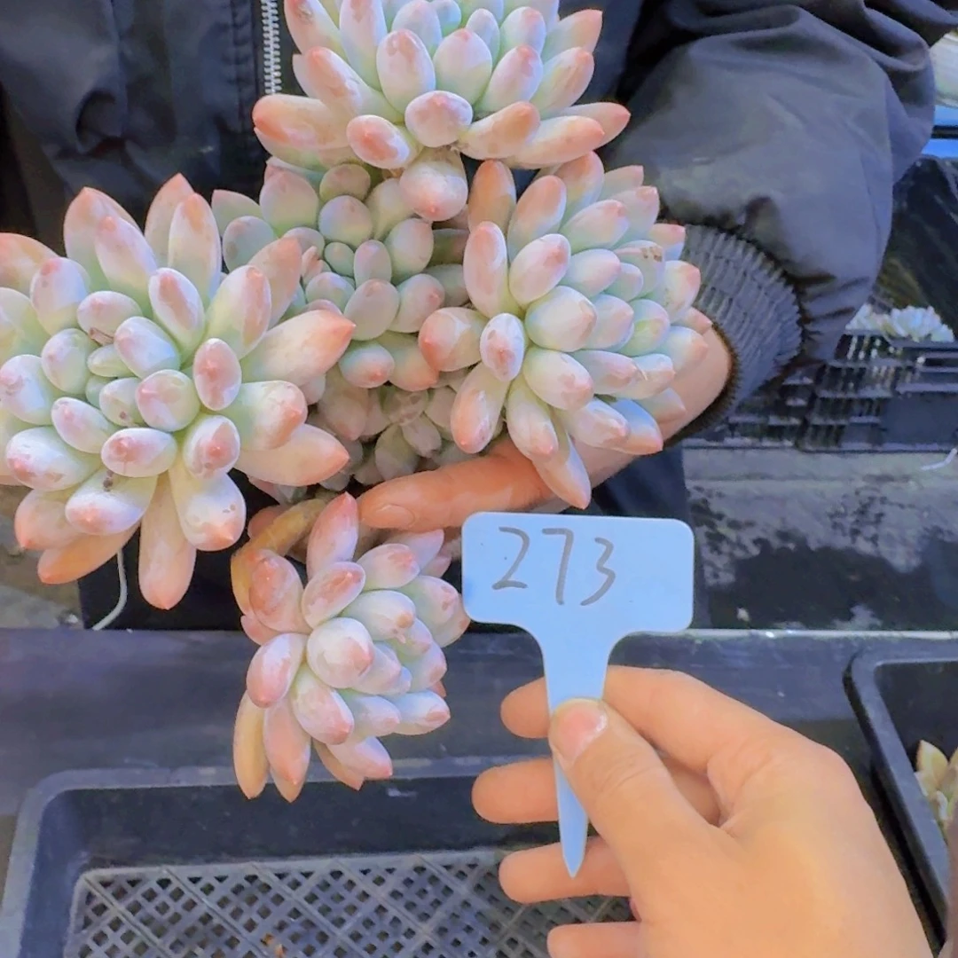 婷***了多肉植物的生长发育