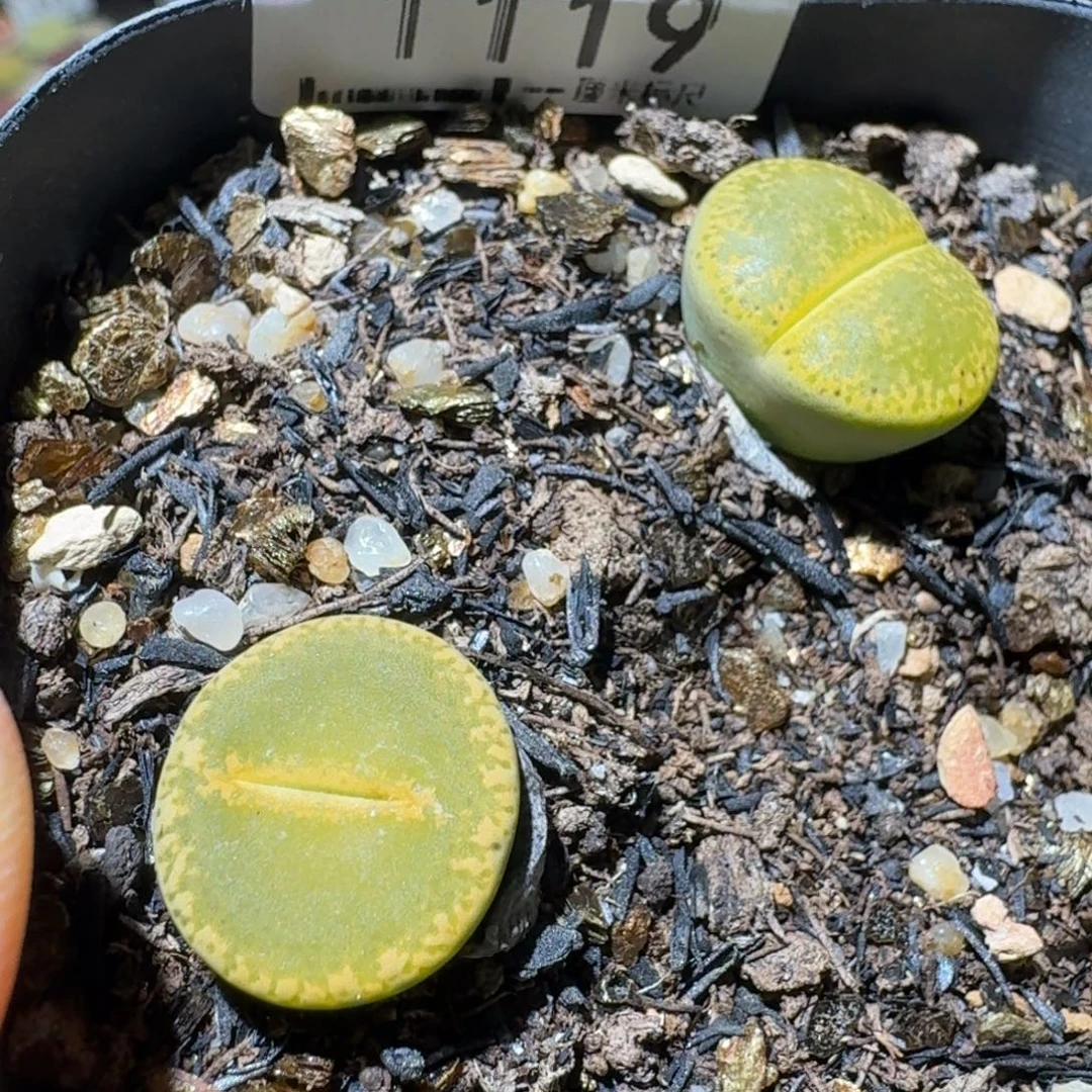 Sss清清清货卖1119