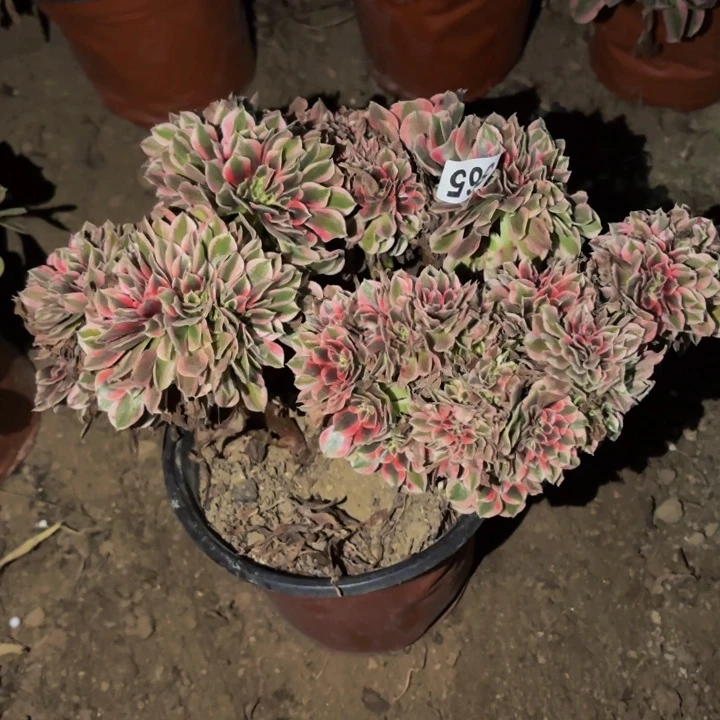 565妖月多肉植物不售后处理瑕疵