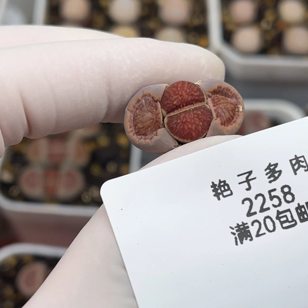 2258号一棵连花菊