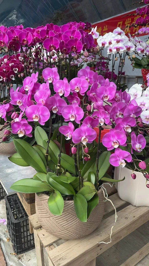 紫罗兰十颗蝴蝶兰组盆送货到门