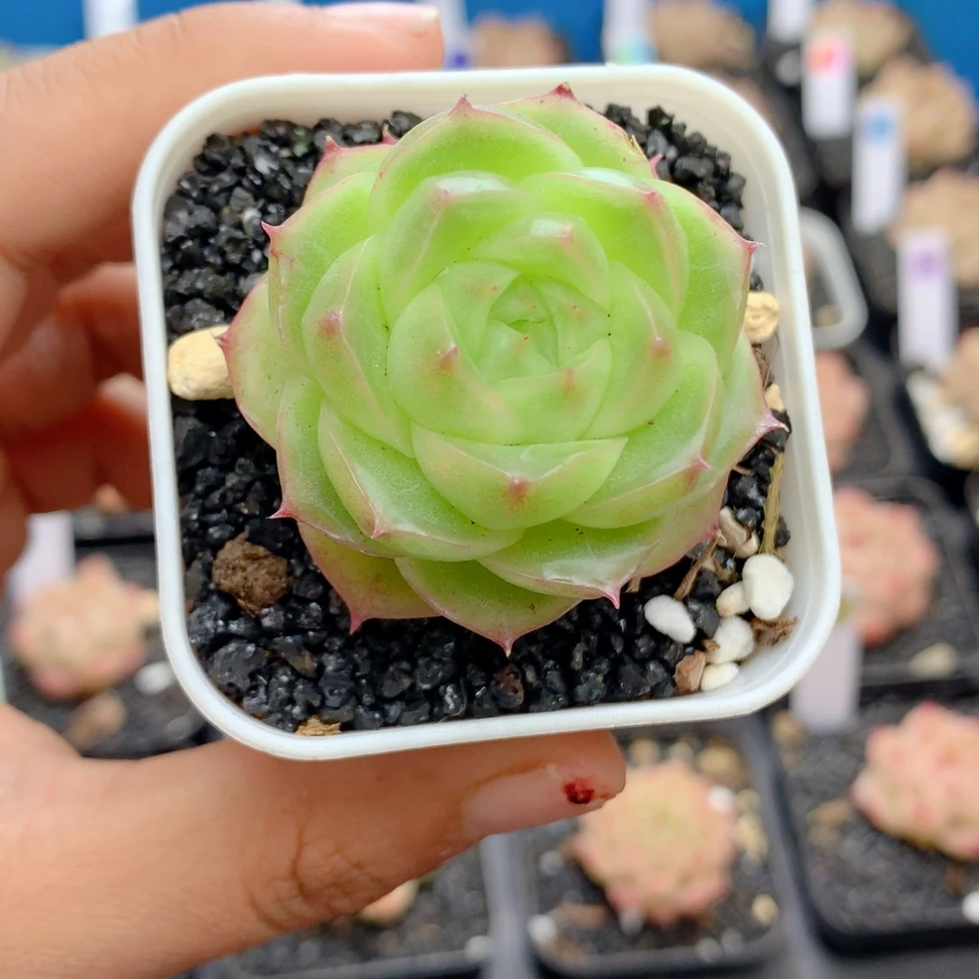 58包邮  群生不包整19