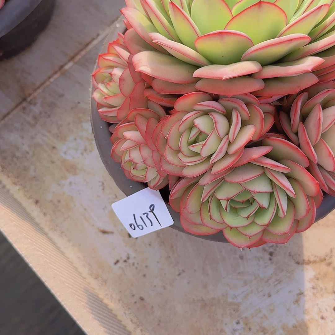 欢****）06139牡丹亭多肉