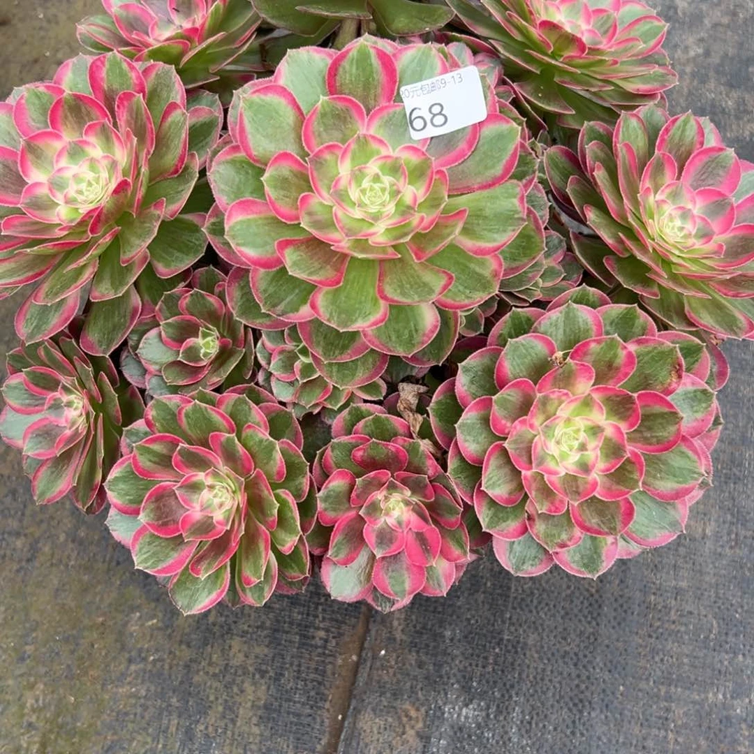 68孔雀翎多肉多肉多肉