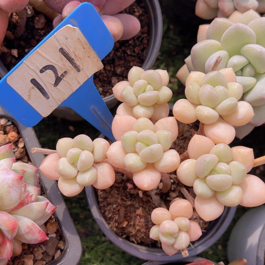 香玉的故事是一个人的故事吗我