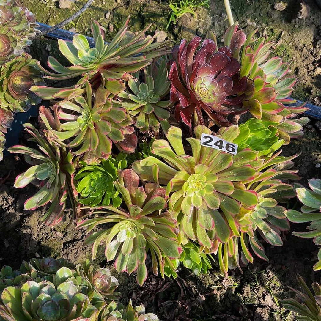 粉袋法师14-5包邮法师