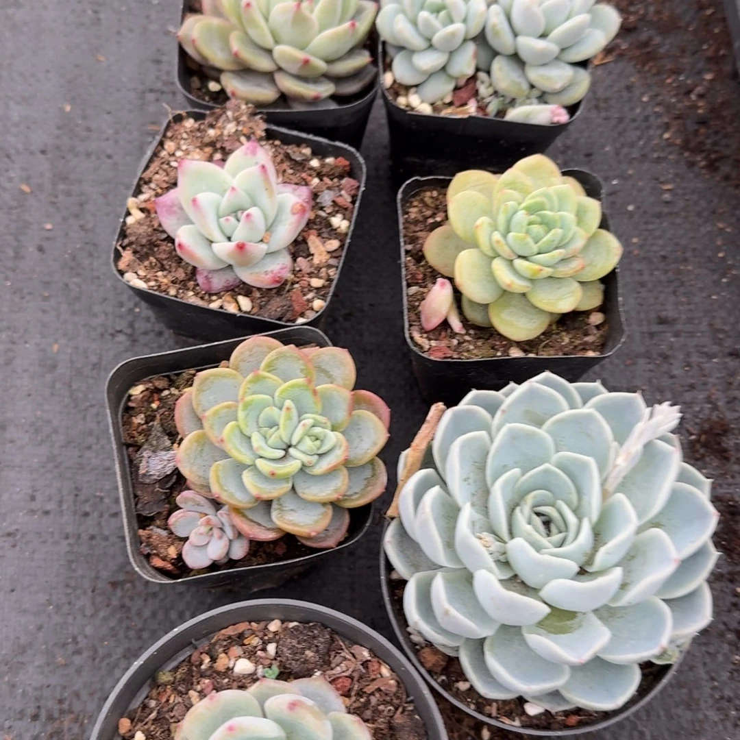 多肉杂交组合量拍1-66