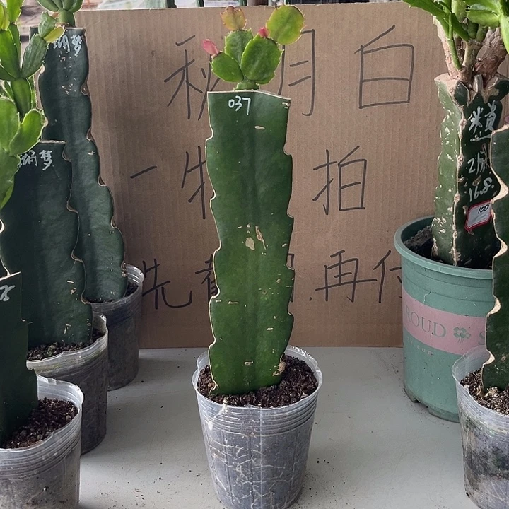 用***1当前无花朵，栽培后可花朵037