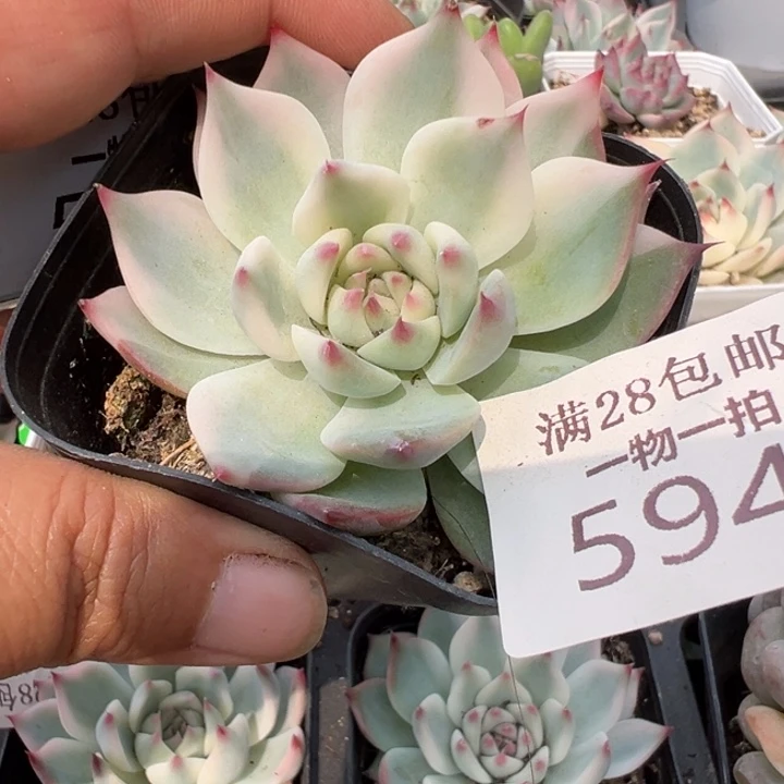 吉娃娃锦多肉植物594