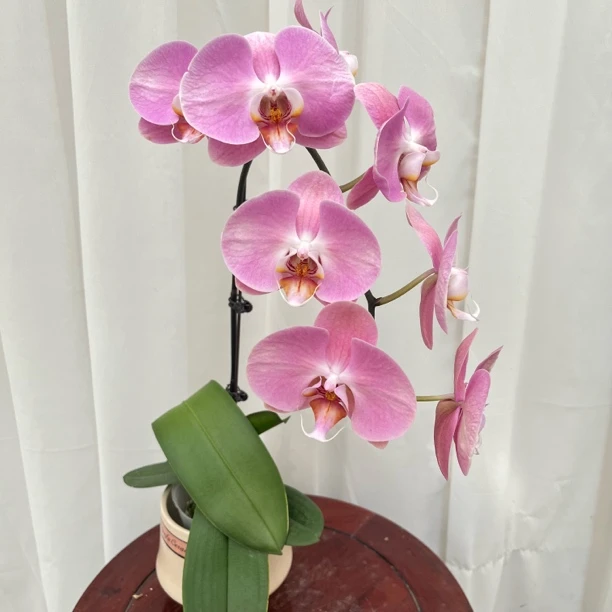 （大鲑鱼）开花福利