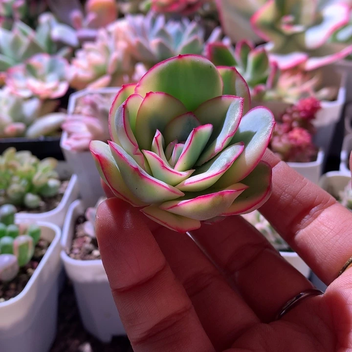 相***生福利福利福利福利