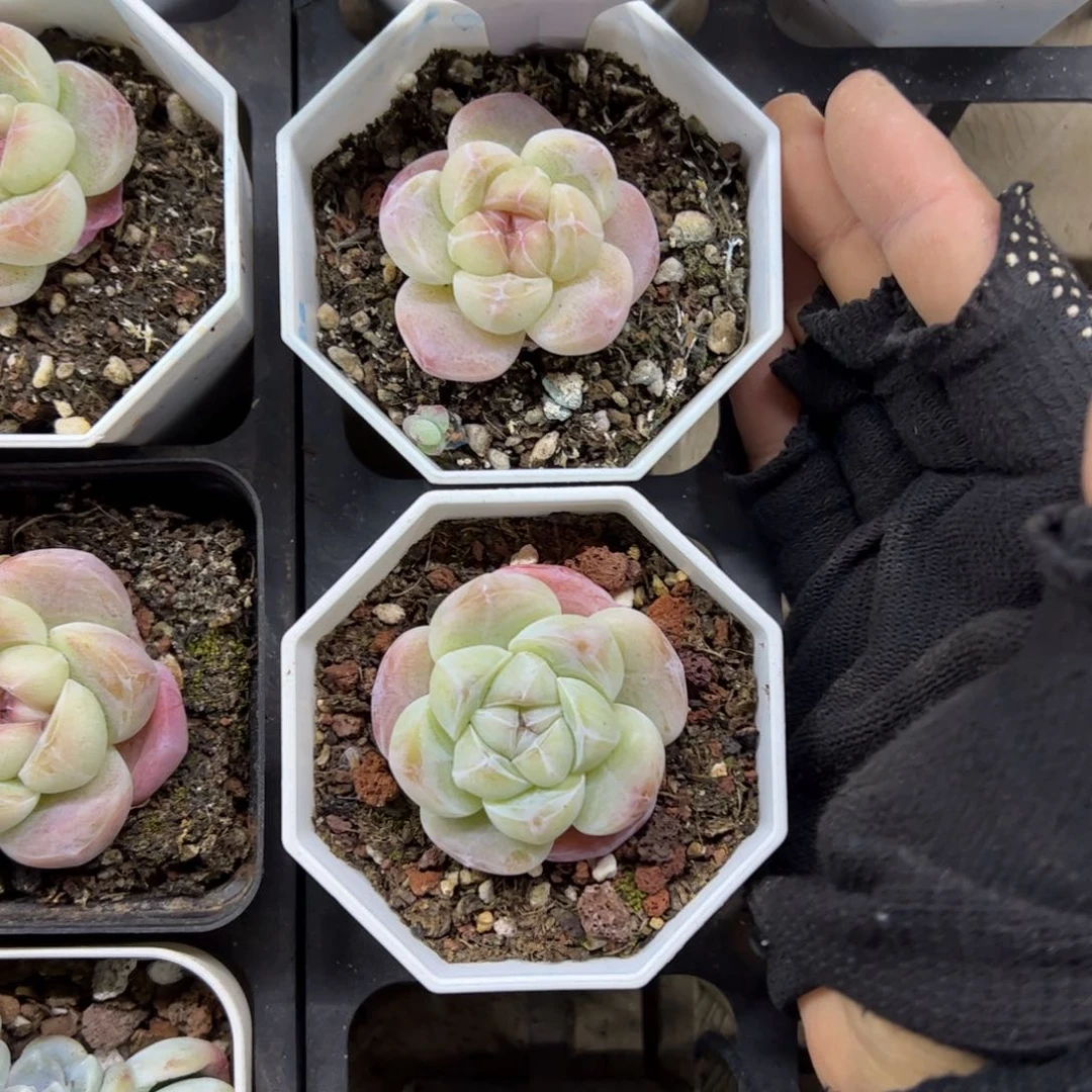 红陶个*678号多肉植物