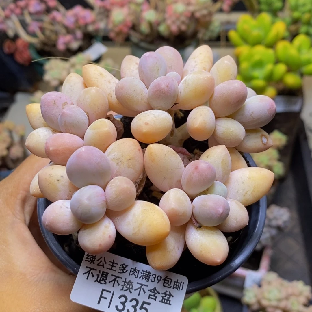 335丸叶汤圆多肉7c m