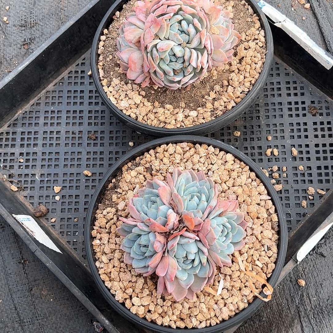 一***！多肉植物一物一拍