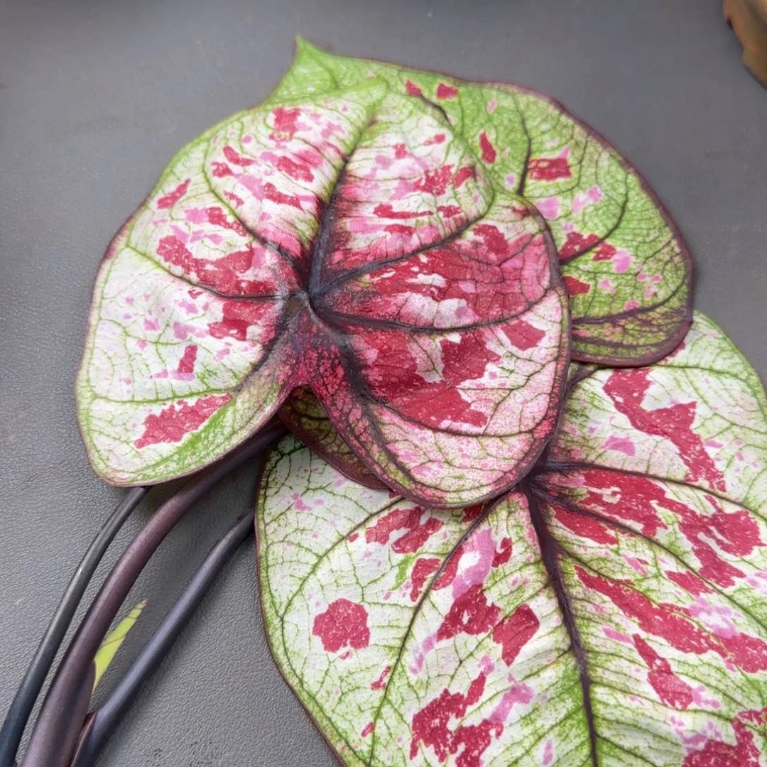 666-1015广东发货红宝石