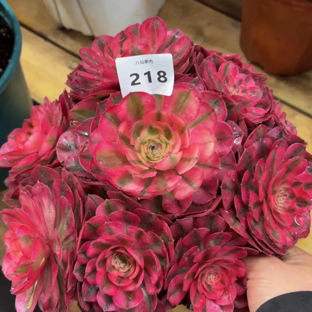 218多肉植物倾城