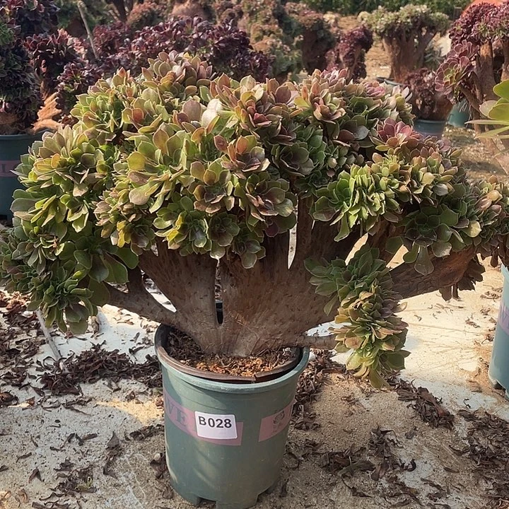 B028柠檬缀化55-1脱土包邮