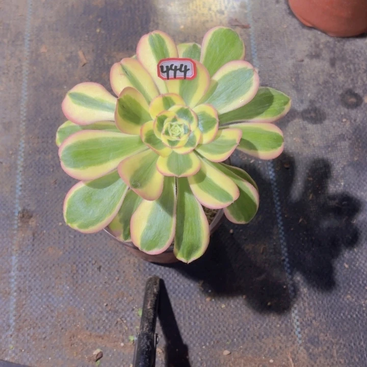 倾****芯一物一拍王妃444多肉