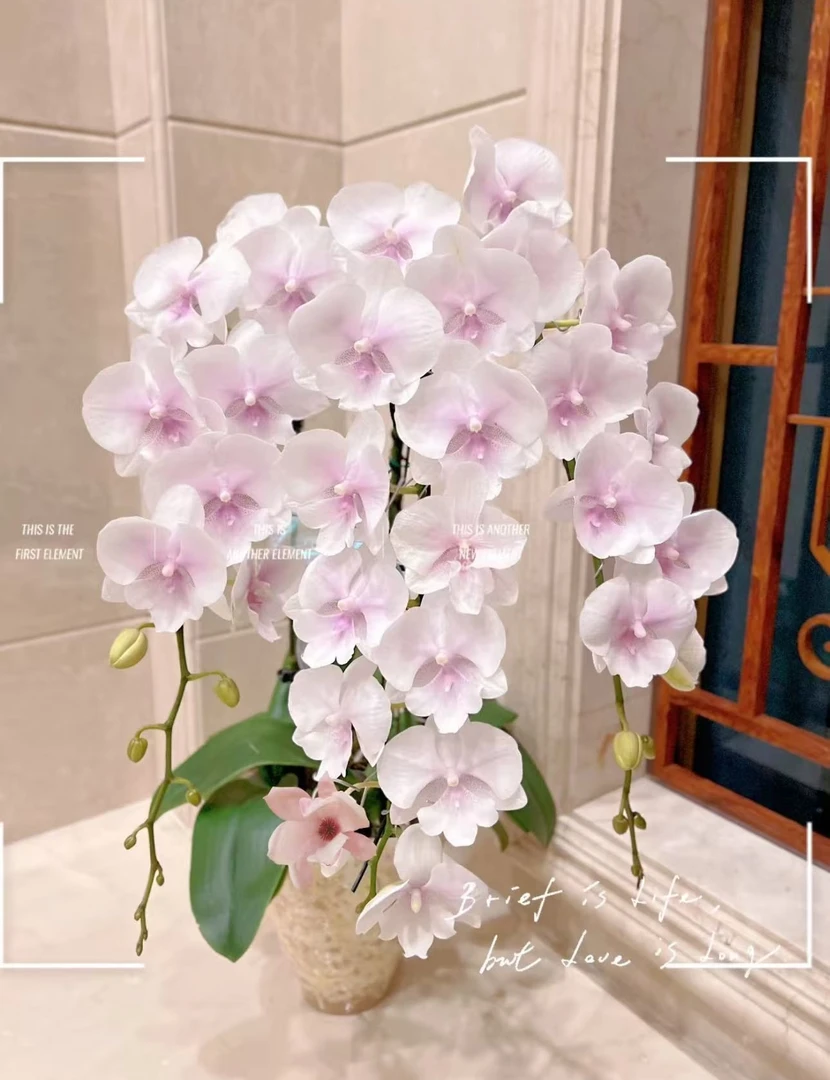 贵族品种 1个花剑【德州姑娘】蝴蝶兰一颗开成瀑布的蝴蝶兰